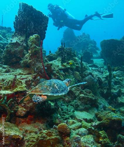 diver with turle