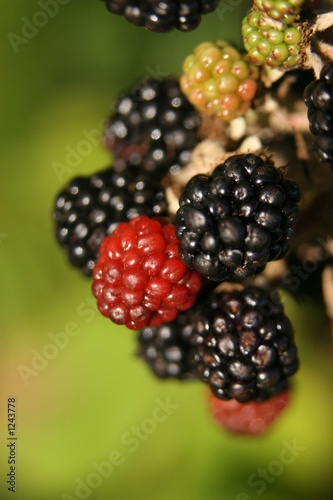 autumn blackberries