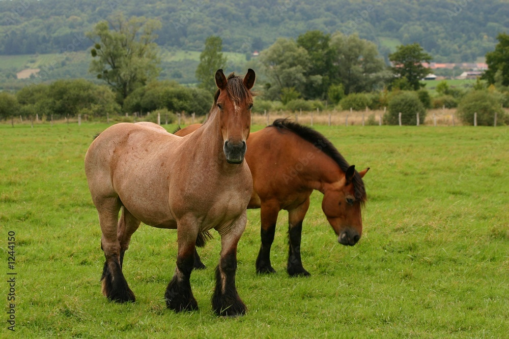 drafthorses drafthorses