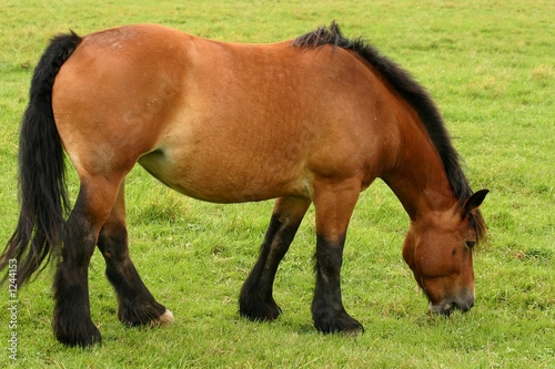 Tableau sur toile grazing drafthorse