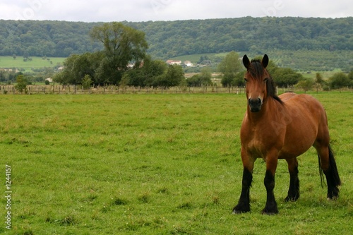 Bild auf Leinwand drafthorse looking out