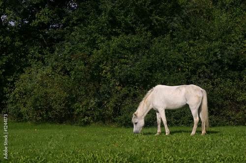 small white pony