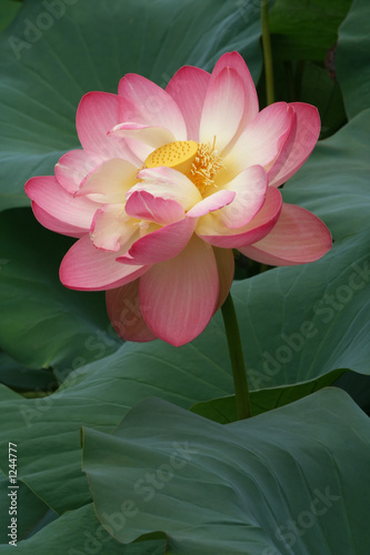 glorious lotus blossom