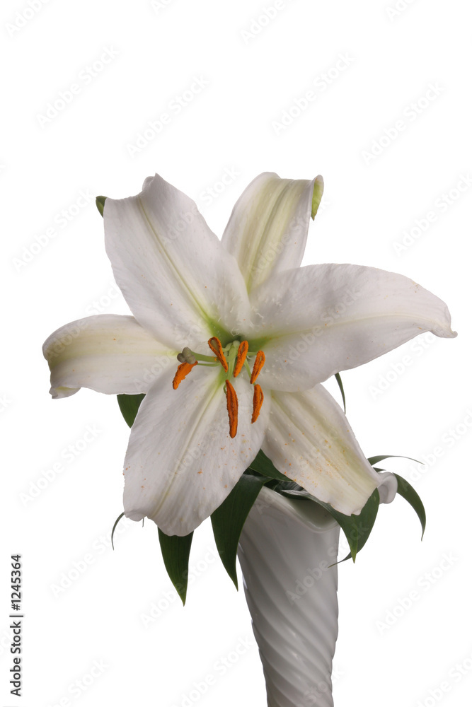 Fototapeta premium lilia on the withe bakcround