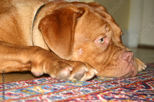 dogue de bordeaux