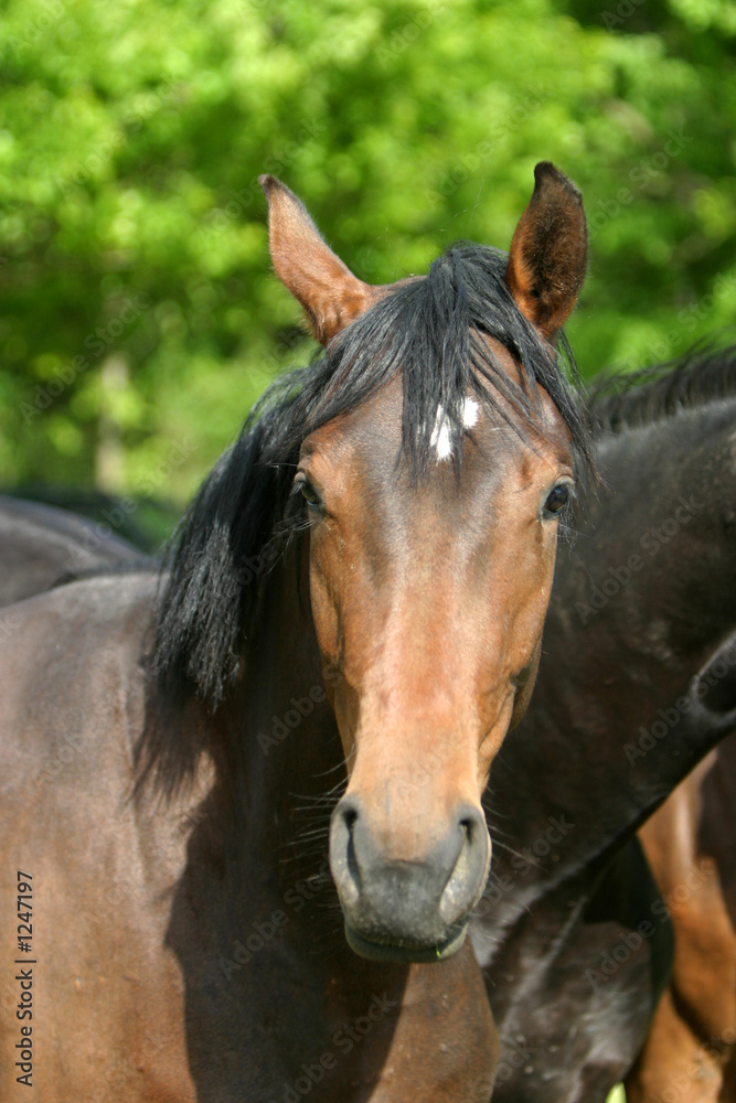 Obraz premium hengst