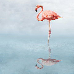 Poster Flamingo Flamingo in rustige vijver  © James Steidl