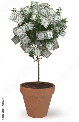 money tree