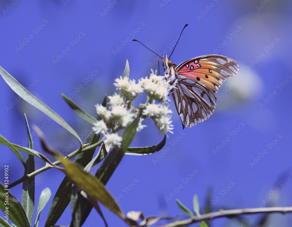 Fototapeta premium gulf fritillary butterfly
