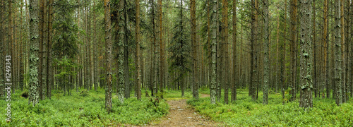 nothern forest