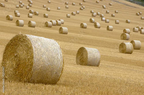 rolls of hay