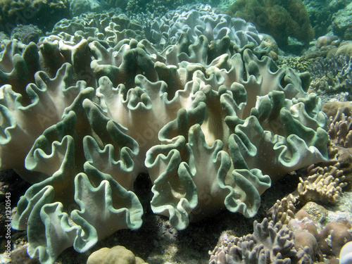 Foto coral