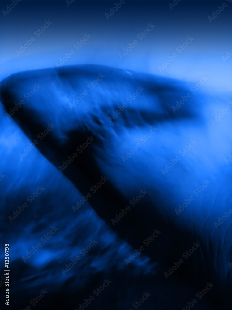 Fototapeta premium shark attack