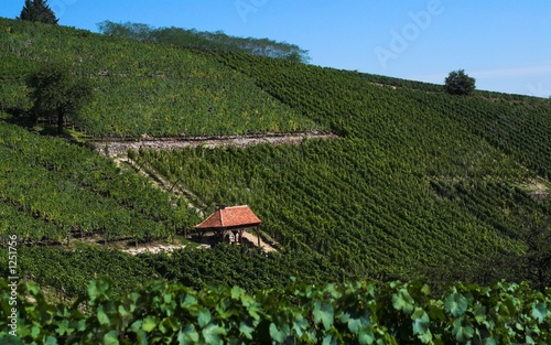 z wineyard and rest house photo