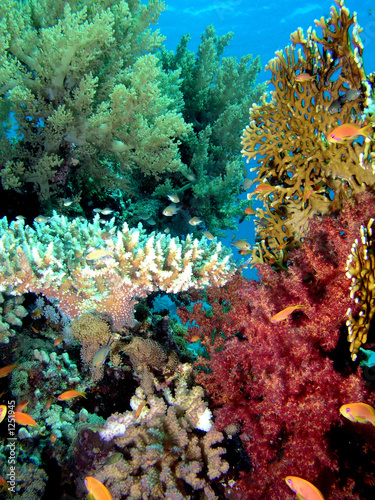 Fototapeta Naklejka Na Ścianę i Meble -  coral reef