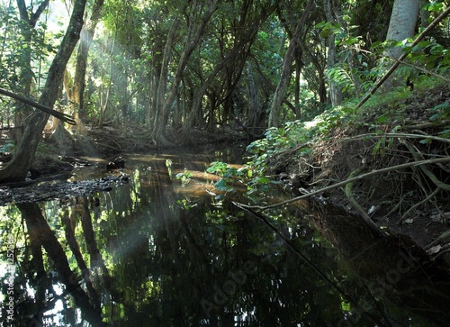 a river in a tropical forest in kauai  hawaii