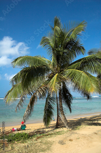 relaxing by the beach under a palm tree