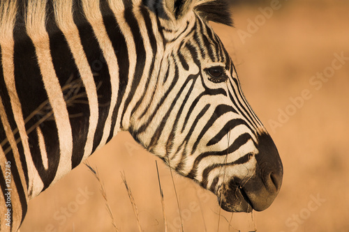 zebra #10