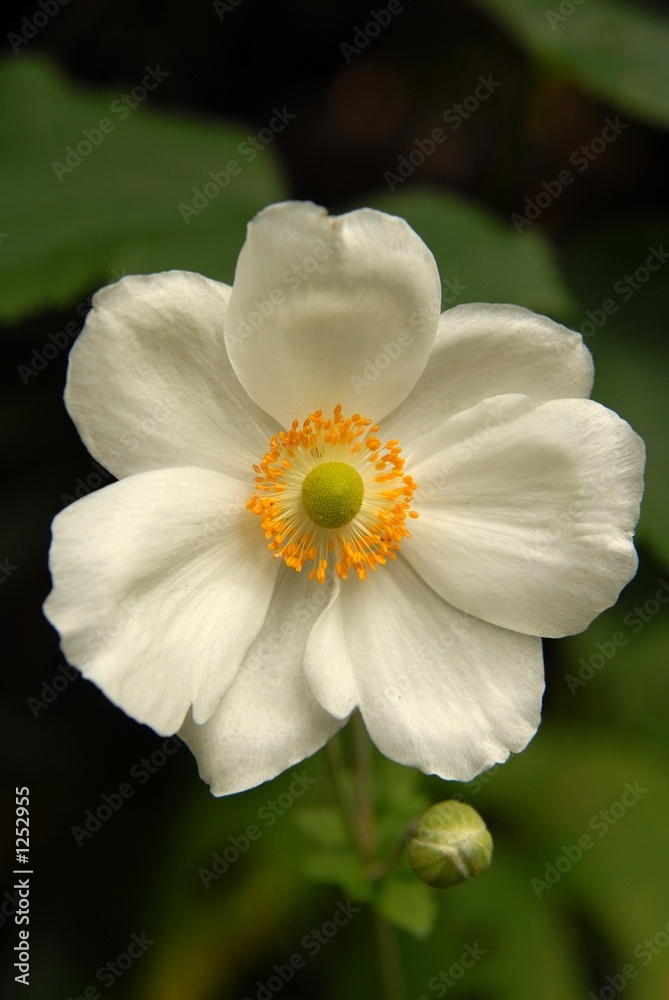 Obraz premium herbstanemone