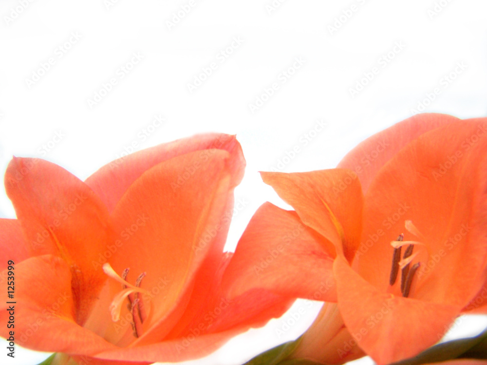 pink gladiolus pink gladiolus