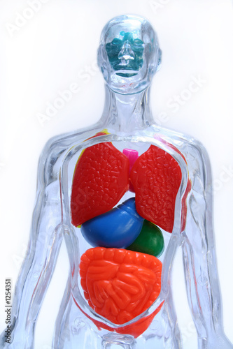 body isolated photo