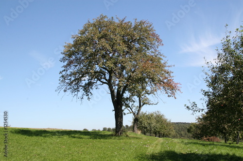 landschaft mit baum