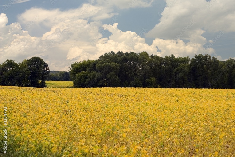 Obraz premium soybean field drying