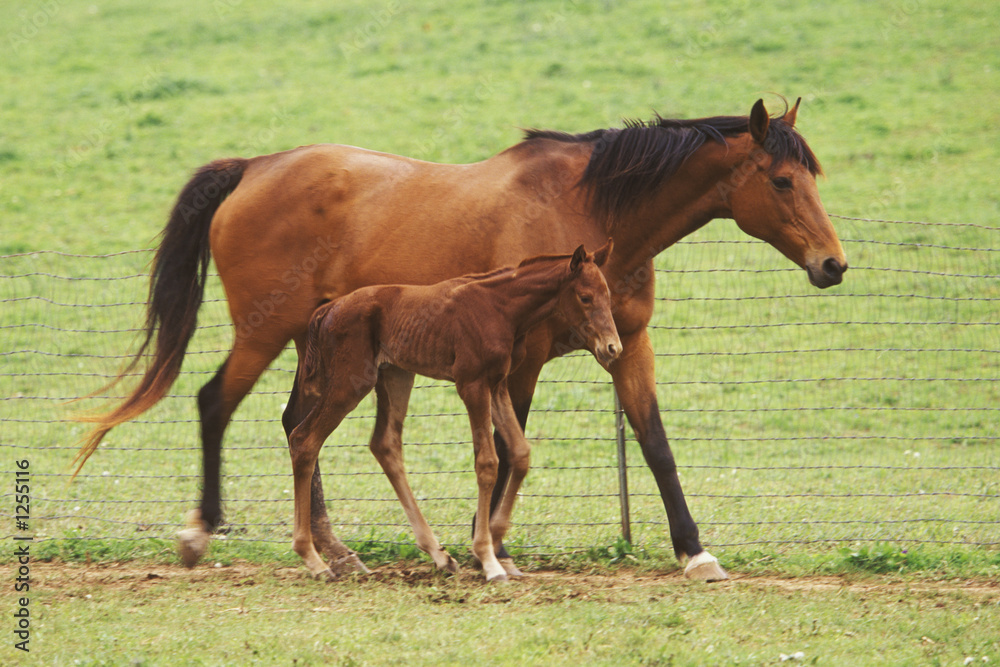 mother horse and three day old colt. mother horse and three day old colt.