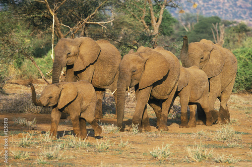 Photography african elephant herd,