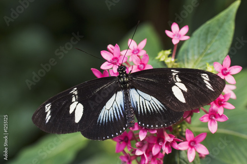 doris longwing butterfly #1255125