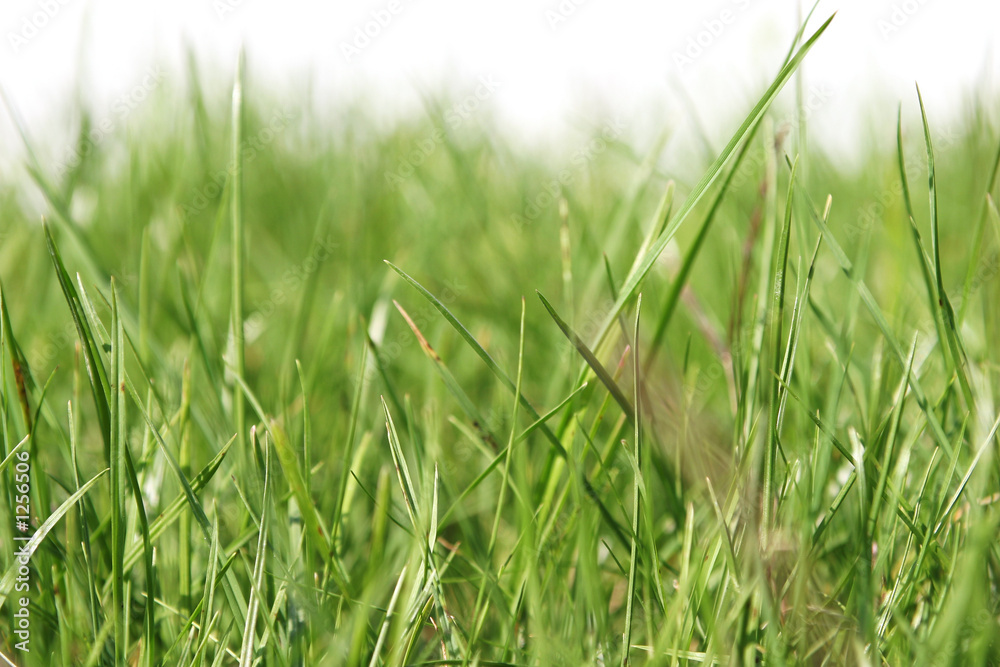grass grass