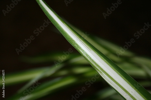 white stripes on plant © Vita Vanaga