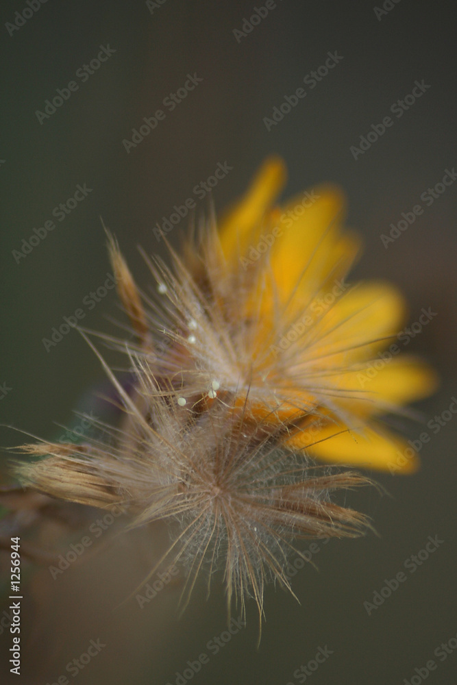 Fototapeta premium simple wood flower