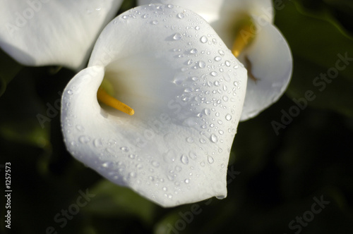 cala lilly dewdrops