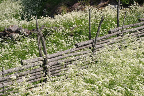 wood fence photo