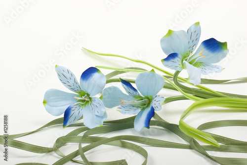 cool flower and ribbon background
