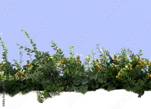 plantas y flores sobre muro blanco