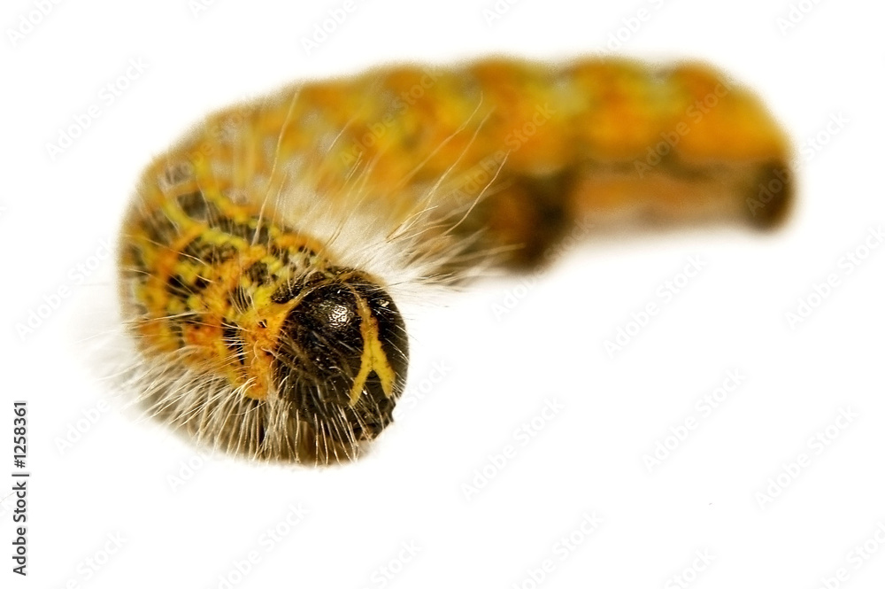 Naklejka premium catterpillar