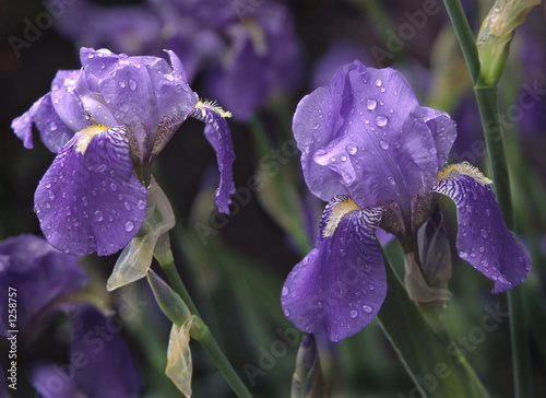purple irises