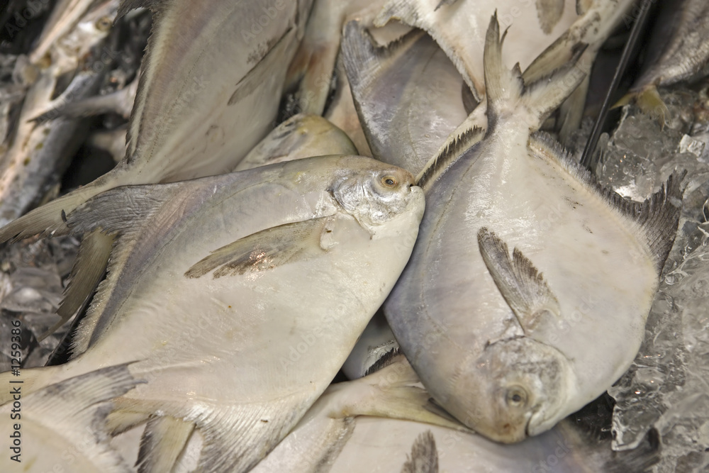 fresh fish for sale fresh fish for sale