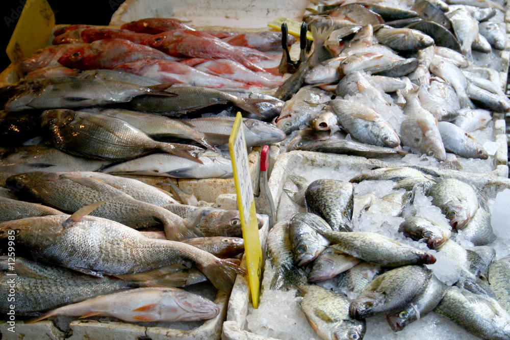 Fototapeta premium fish on ice