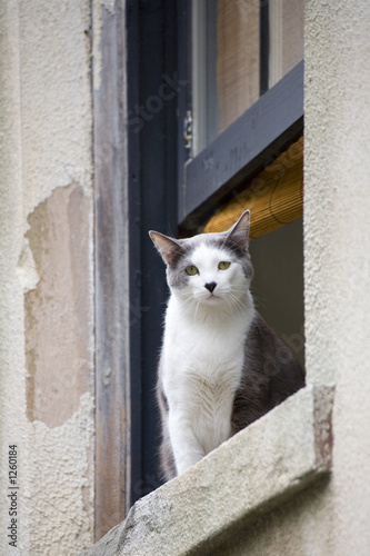 cat photo