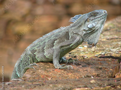 iguane