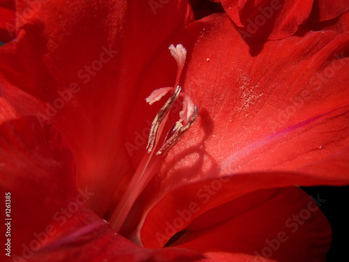 Obraz na plátne pink gladiolus