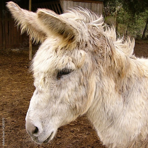 bedraggled donkey
