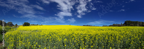canola panoramic