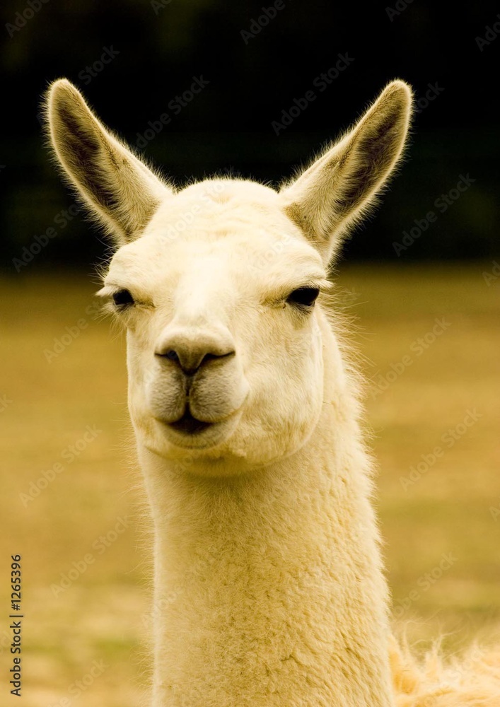 Obraz premium tête de lama