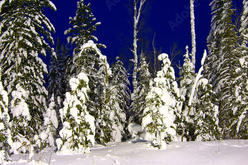 fir-trees 3
