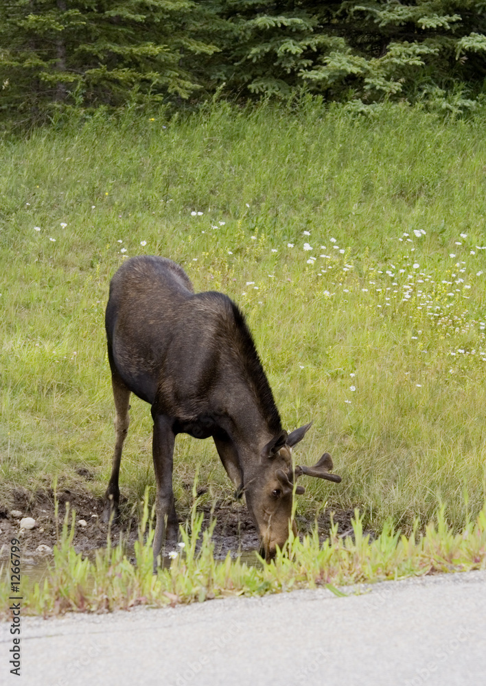 cow moose drinking near the icefield parkway cow moose drinking near the icefield parkway