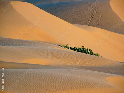 dunes